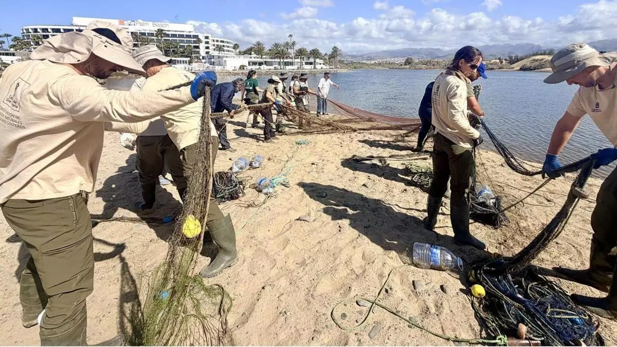 El Cabildo incorpora el chinchorro como método científico para acabar con las especies invasoras en la Charca de Maspalomas