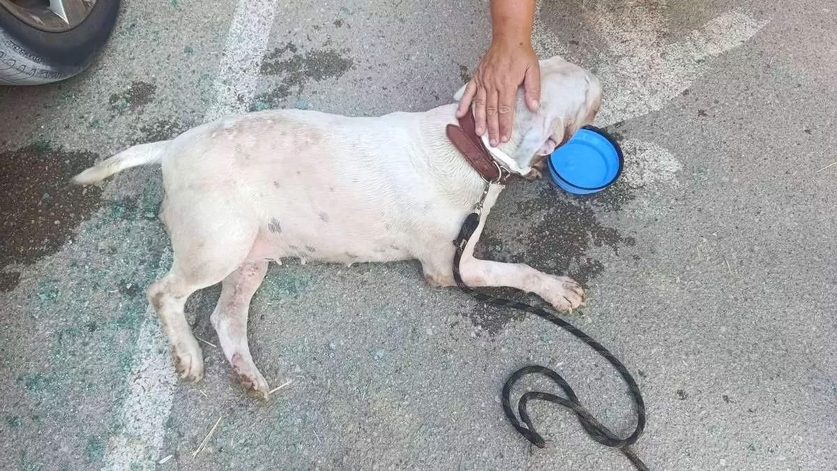El perro que fue encerrado en un vehículo en Vilanova i la Geltrú, una vez liberado.