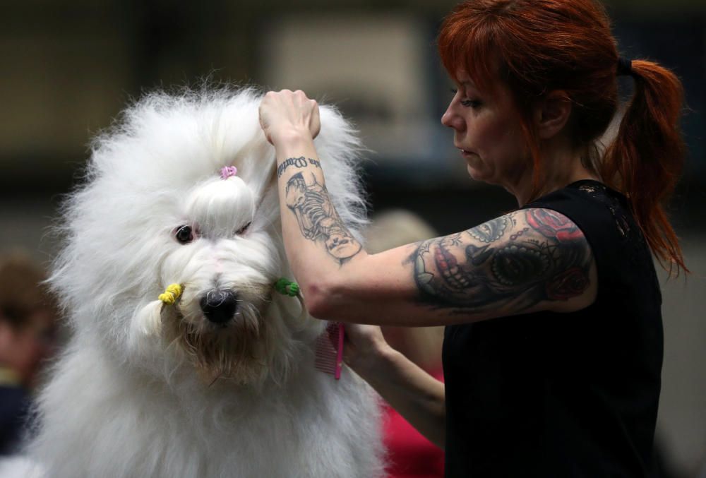 Crufts 2019: L'exhibició de gossos més gran del món