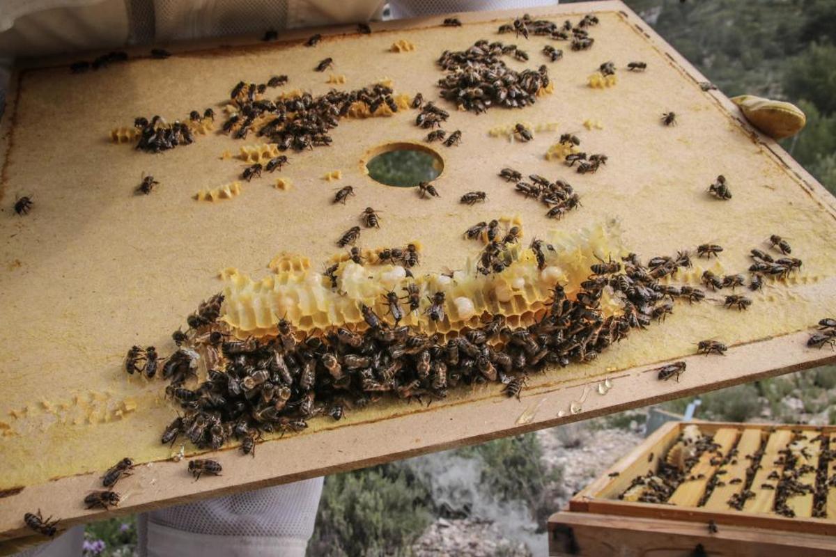 La fumigación contra la Xylella acaba con el 30% de los panales de abejas de la provincia de Alicante.