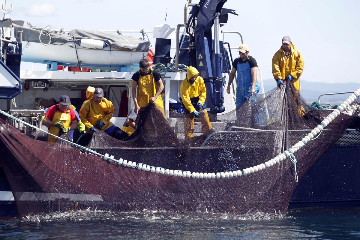 Un barco del cerco extrae sardina de la ría de Arousa.