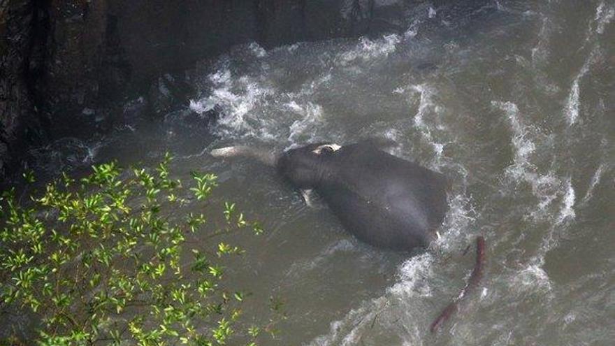 ¿Son los humanos culpables de la tragedia de los 11 elefantes despeñados en Tailandia?