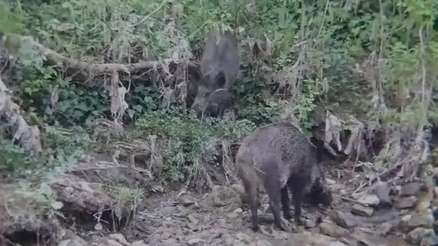 Un grup de senglars a la zona del Pont Vell de Manresa