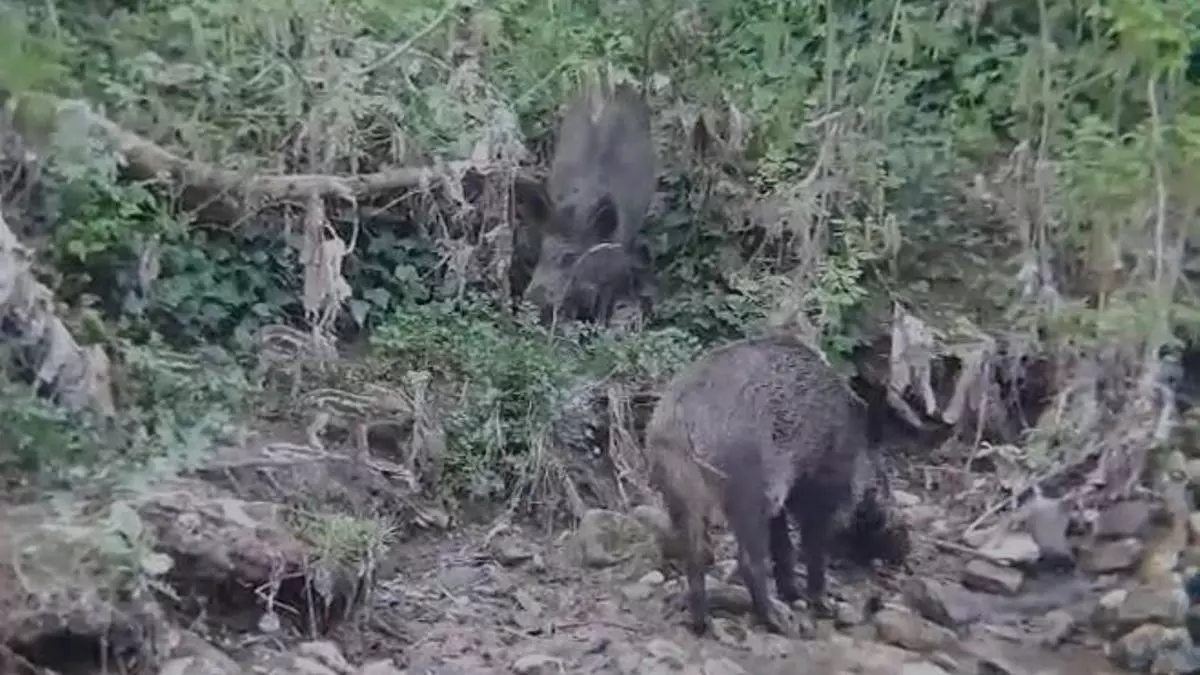 Un grup de senglars es passeja per la zona del Pont Vell de Manresa