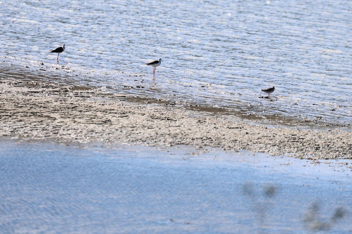 Las imágenes de la jornada en el observatorio de aves en ses Salines de Ibiza