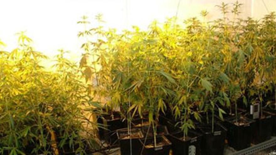 La Guardia Civil desmantela tres plantaciones de marihuana en Valdetorres