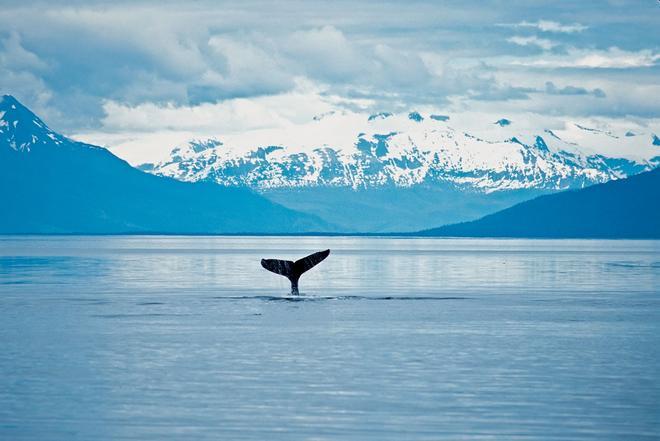 Ballena jorobada, especie representativa de Alaska