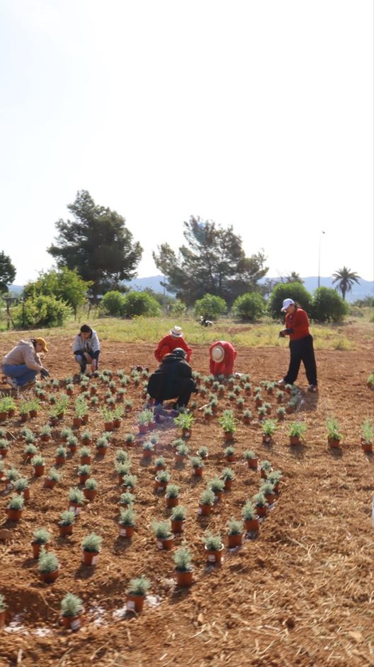 No te pierdas las mejores fotos de la plantación de un jardín para polinizadores