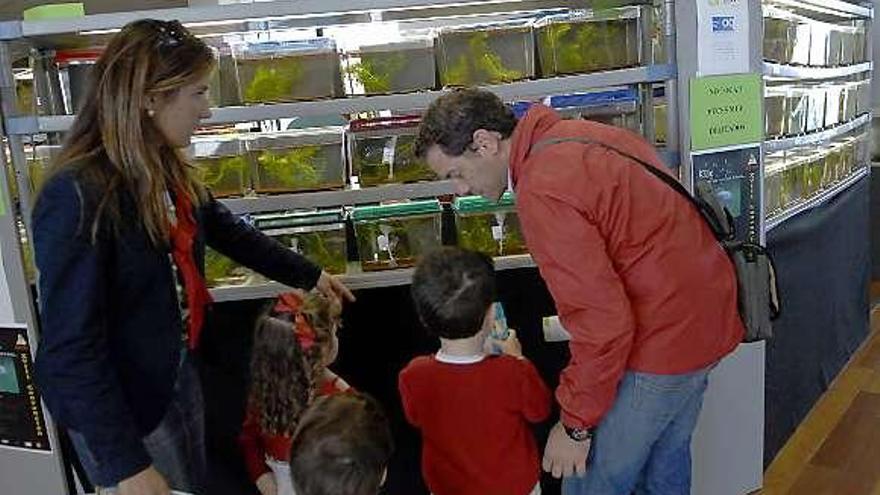 Una exposición de «killis»  en el Acuario de Gijón.