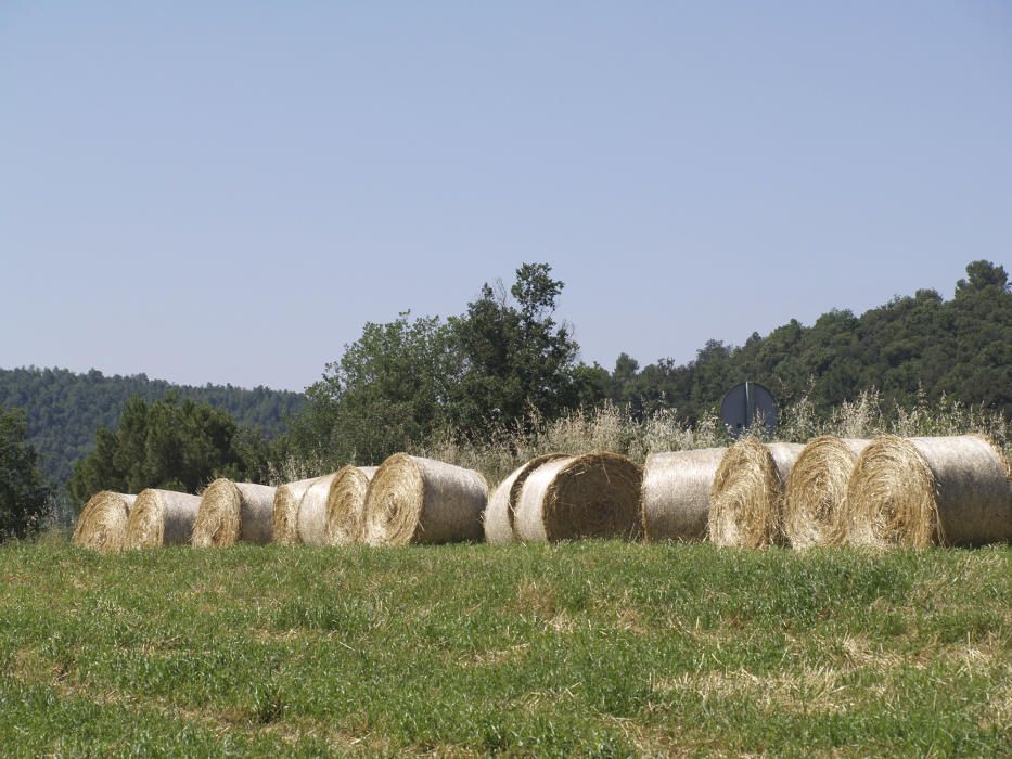 Temps de collita. «Pel juny, la falç al puny», deien abans. Ara, les bales de farratge i dels cereals seran l’aliment dels animals a l’hivern