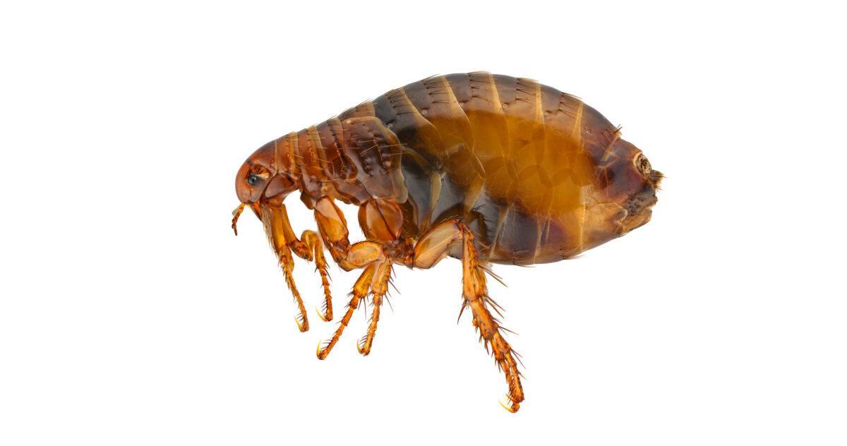 ¿Influye el cambio climático en la proliferación de pulgas y garrapatas?