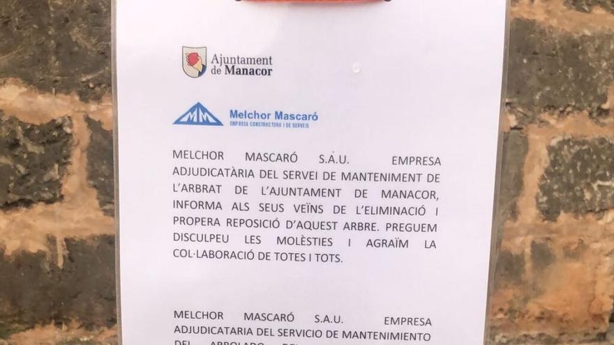 Manacor tendrá en cuenta la presencia del arbolado en la planificación urbanística de obra pública