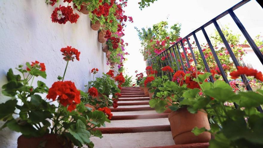 Consejos de belleza para las plantas de los cuidadores de los Patios de Córdoba: 