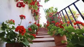 Consejos de belleza para las plantas de los cuidadores de los Patios de Córdoba: "Aprende a escucharlas"
