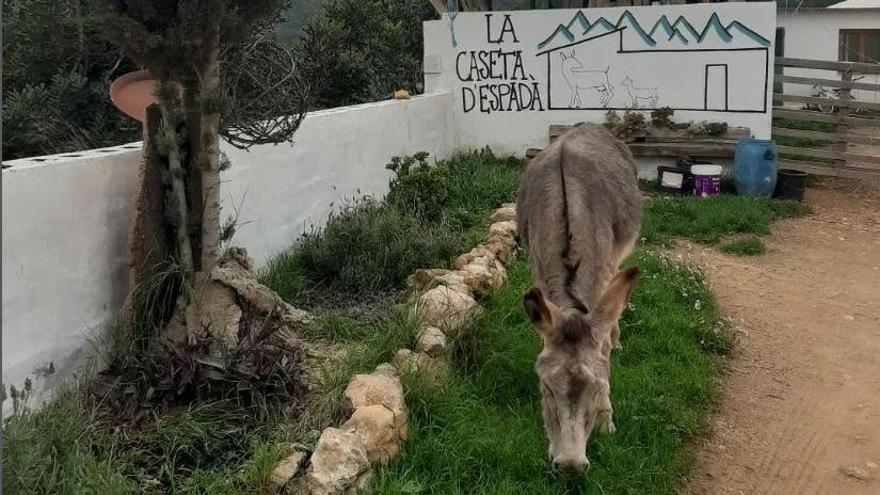 En Eslida se elabora un queso &#039;bio&#039; y cuentan con tienda propia en la montaña