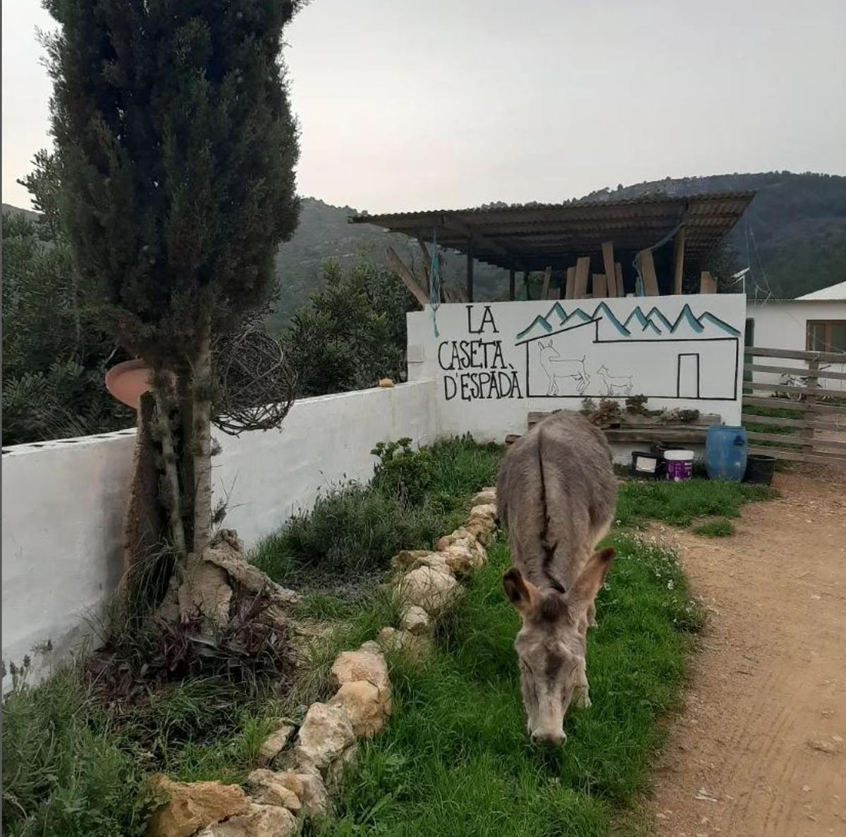En Eslida se elabora un queso 'bio' y cuentan con tienda propia en la montaña
