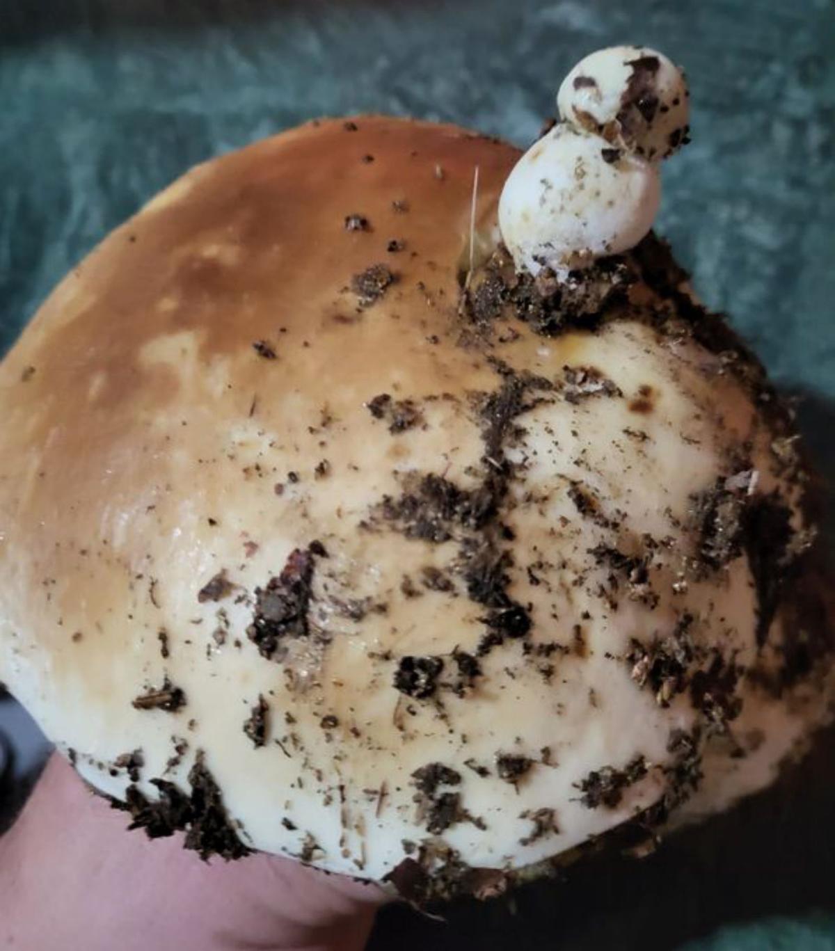 Curiosa formación micológica. |