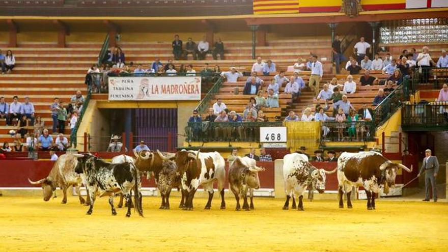 Antonio José: Inaugurar la Plaza de Toros es un privilegio que me