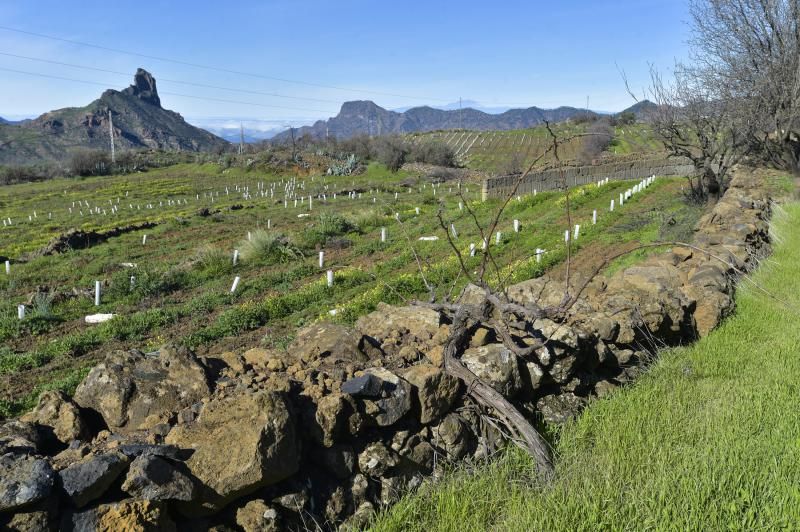 Nuevas fincas de vides en Tejeda