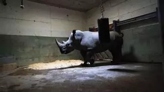 El Bioparc recibe una hembra de rinoceronte de 5 años llamada Amy