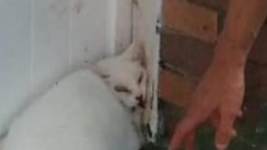 La Policía rescata a un gato herido por una caída desde un edificio de Moaña