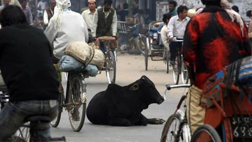 La vaca es una animal sagrado para los hindúes.