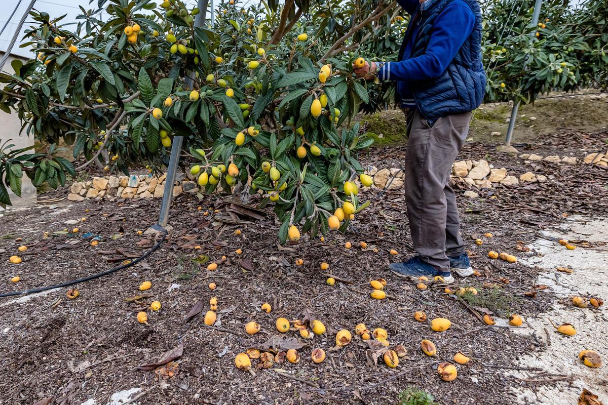 La lluvia echa a perder entre el 20 y el 25% de la cosecha de nísperos y los agricultores no cobrarán el seguro.