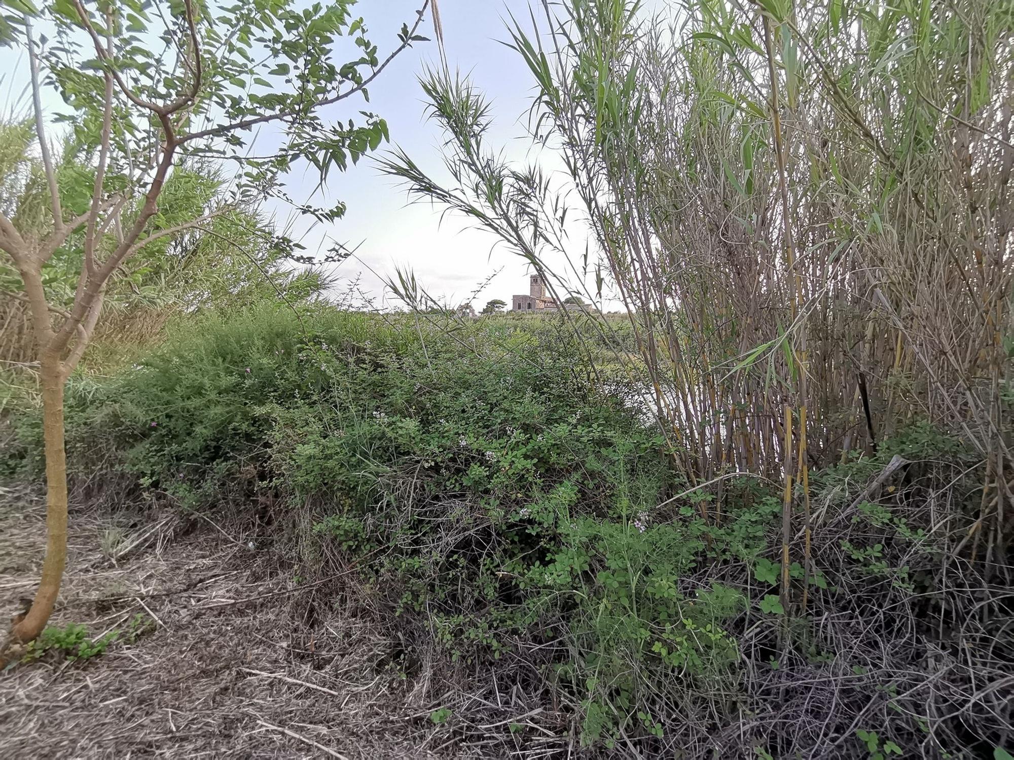 Un río Millars cada vez menos imperceptible en Almassora por la caña común