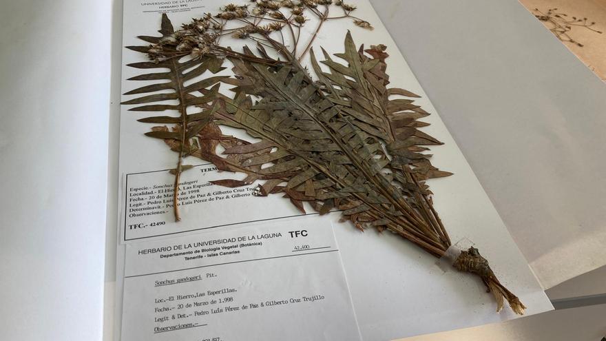 El turismo de sol y playa acelera  la extinción de plantas en la costa de Canarias