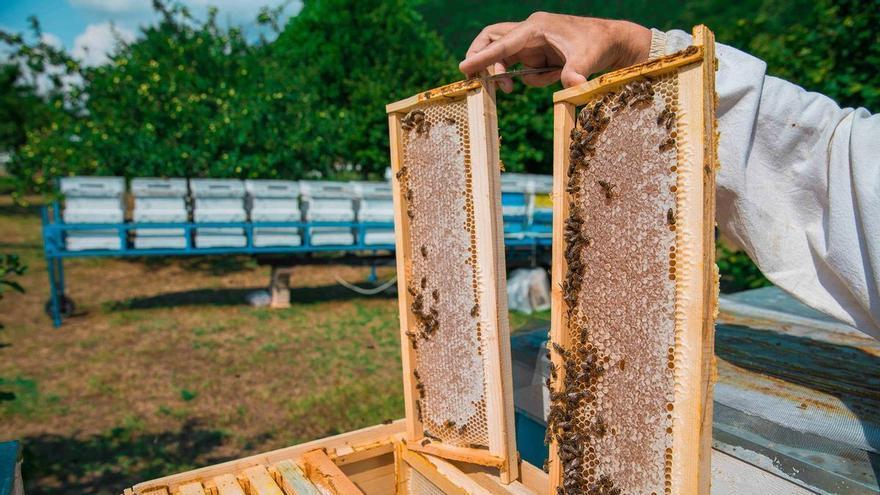 La Comunidad incrementa un 30% la prima de las ayudas a la apicultura