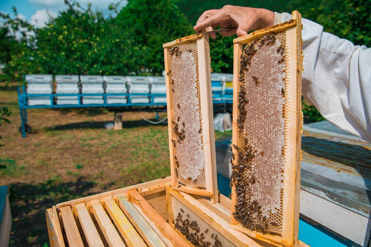 La apicultura es fundamental para conservar la biodiversidad y garantizar la polinización natural de los cultivos.