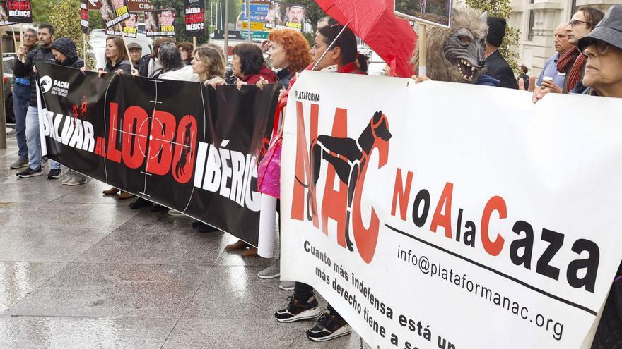 Los ambientalistas claman contra Asturias y Cantabria por abatir ya lobos
