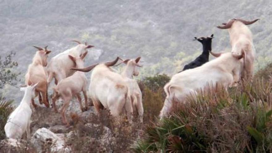 Los arruís mientras bajaban por los roquedos de l&#039;Ocaive hacia el Castell d&#039;Aixa.