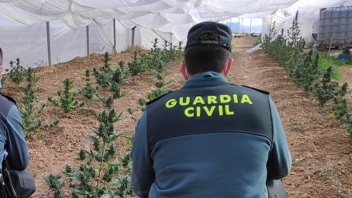 Plantación de marihuana intervenida por la Guardia Civil de Zamora.