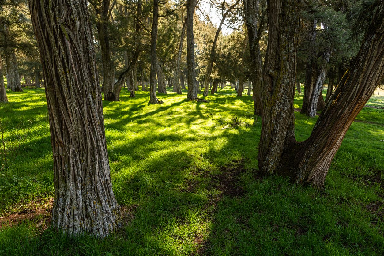 El territorio español goza de una gran variedad en su flora