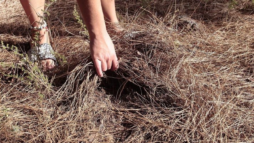 Canarias regulará la recogida de la pinocha en el monte