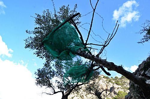 Versteckte Baracken, fast vergessene Geschichten und ganz viel Plackerei: Der Barranc de Biniaraix bei Sóller ist viel mehr als idyllische Wander-Kulisse