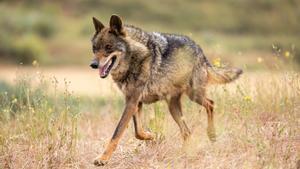 Un lobo ibérico en el medio natural, especie cercana genéticamente al perro doméstico