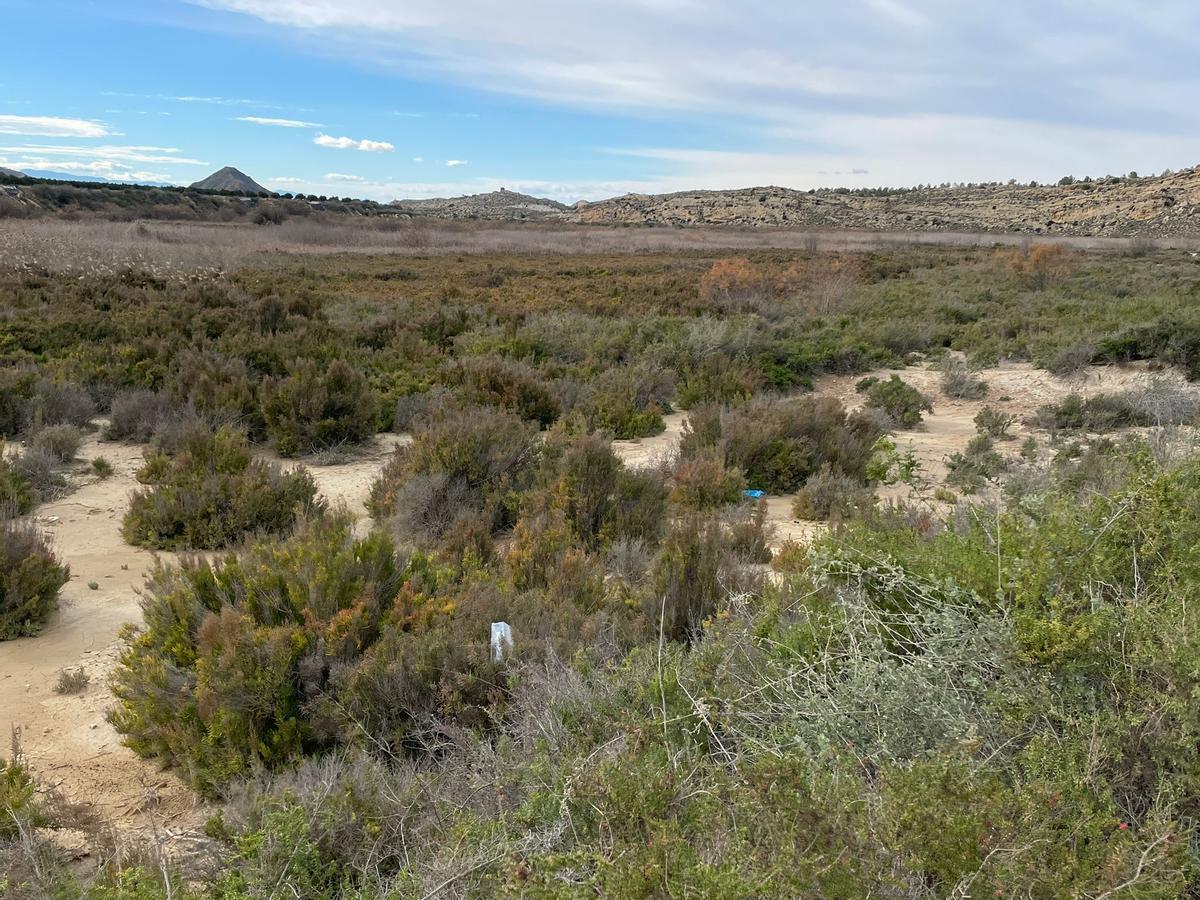 El Saladar de la Boquera, el humedal más grande del municipio de Murcia, se verá afectado por la presa de Tabala.