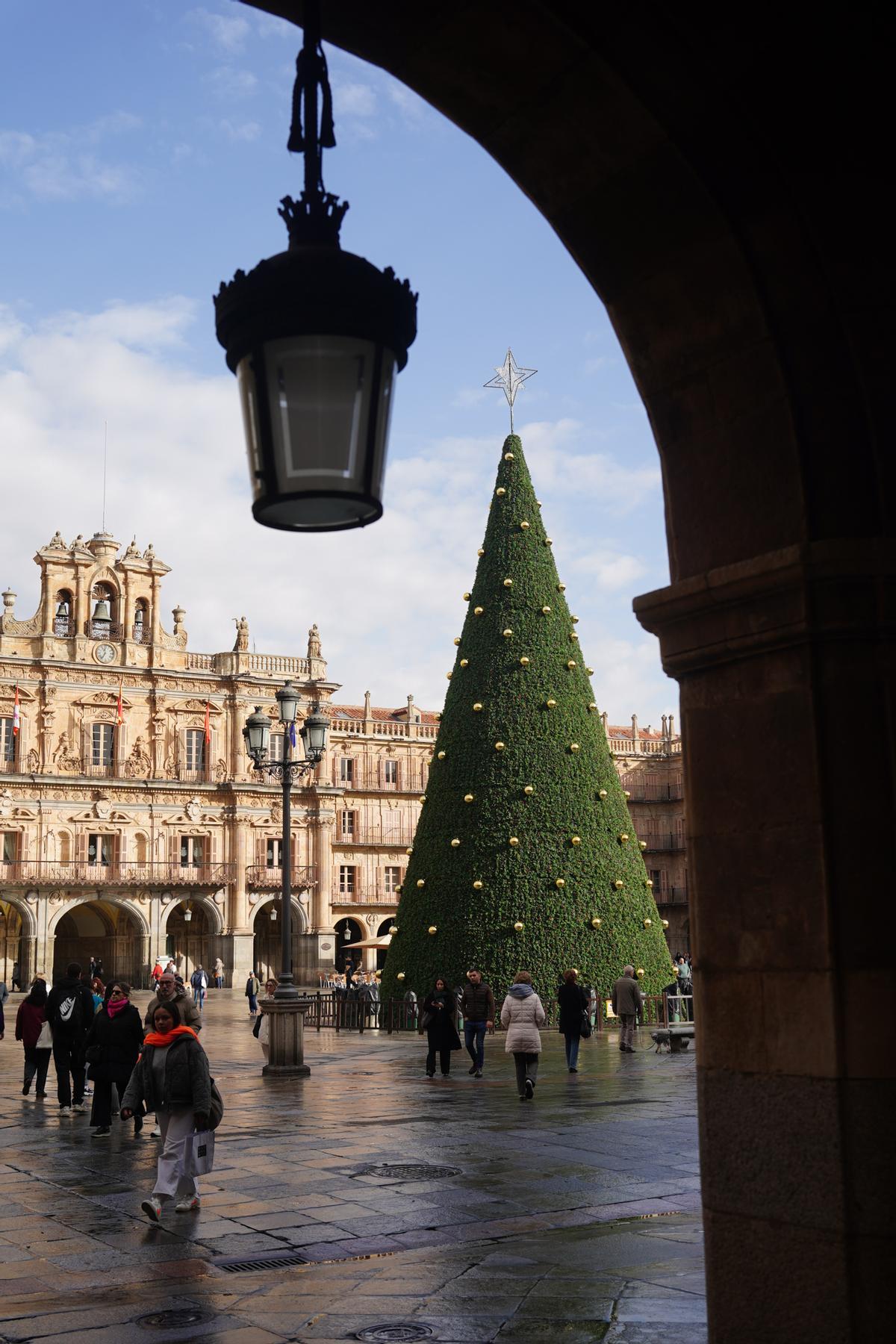 Un árbol de 23 metros de altura