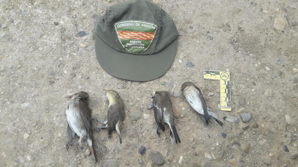 Los pájaros no han podido sobrevivir a la captura ilegal por parte del cazador