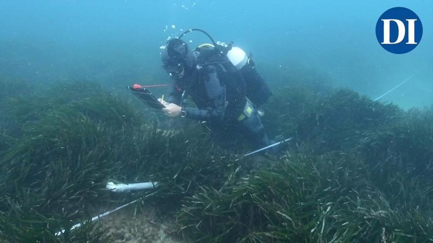 Estudio del GEN-GOB confirma el deterioro de 17 de las 18 praderas de Posidonia oceanica analizadas en Ibiza en 2025