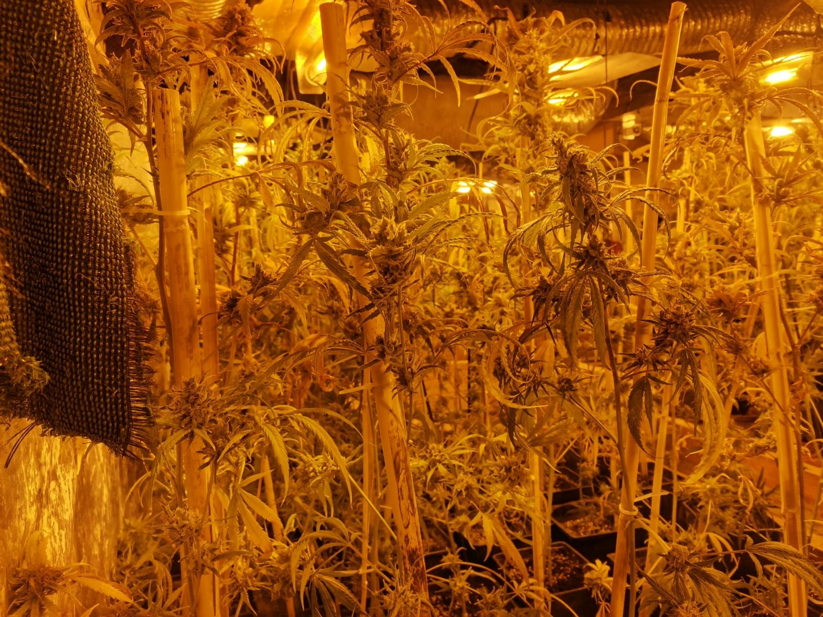 Troben un cultiu de més de 600 plantes de marihuana en l'annex d'una casa a Vilabertran