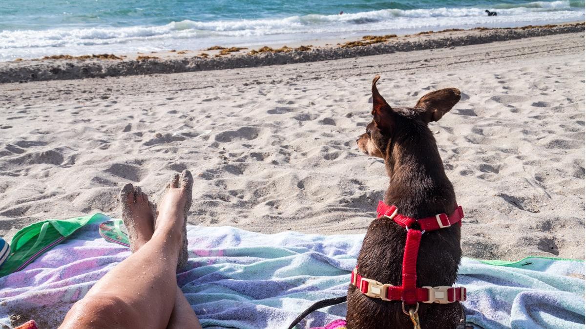 Cada vez más familias se animan a compartir sus vacaciones con sus perros o gatos