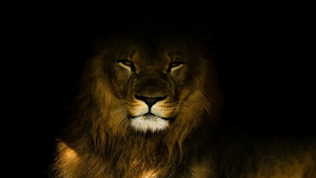 ¿Qué tipo de dieta seguían los leones?