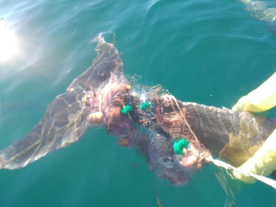 Rescatan a un delfín en la bahía de Palma