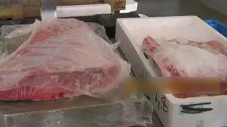 Requisan en la lonja de Alcantarilla 16 kilos de atún rojo 'sin papeles' y se lo acaban comiendo los animales del Centro de Fauna Silvestre de El Valle