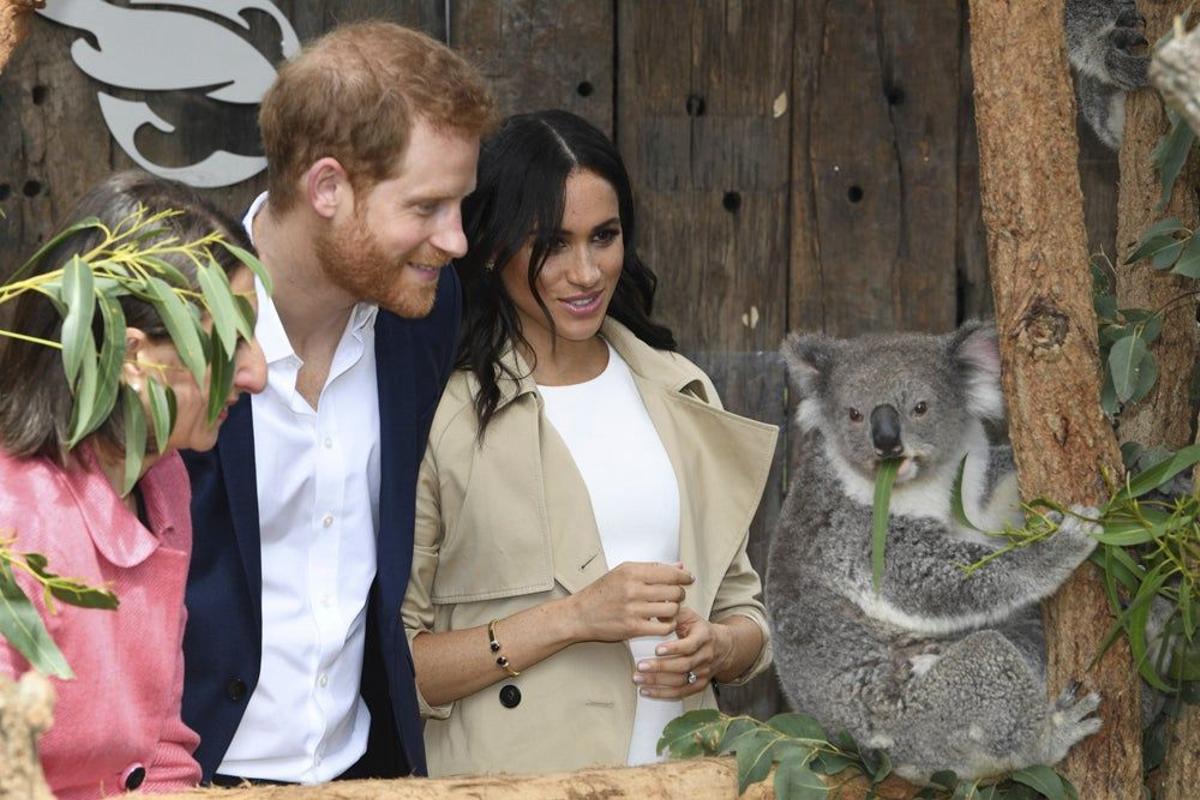 Meghan Markle y el Príncipe Harry se asombran al ver un koala