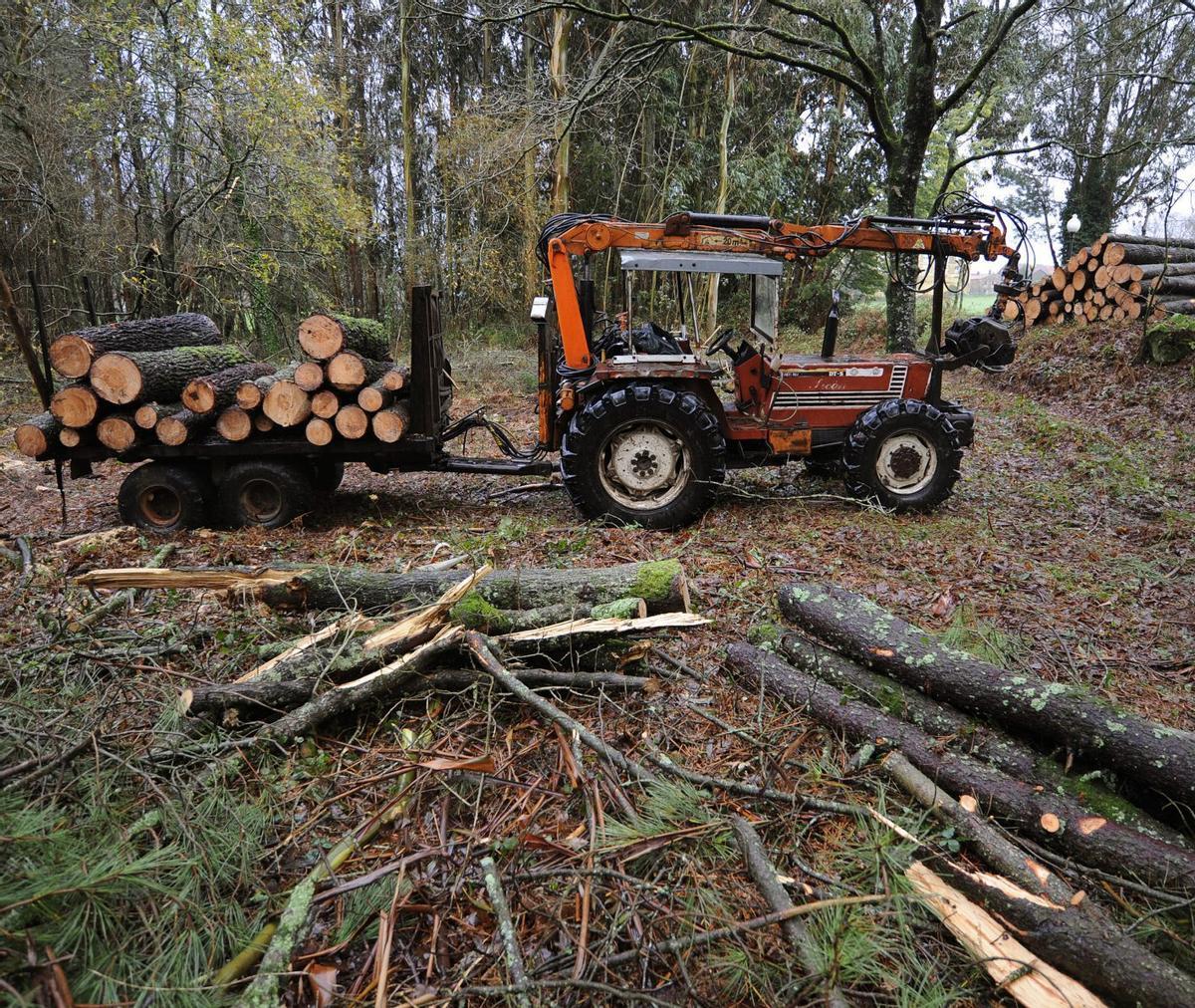 Retirada de pinos en una plantación de Silleda. | BERNABÉ/JAVIER LALÍN