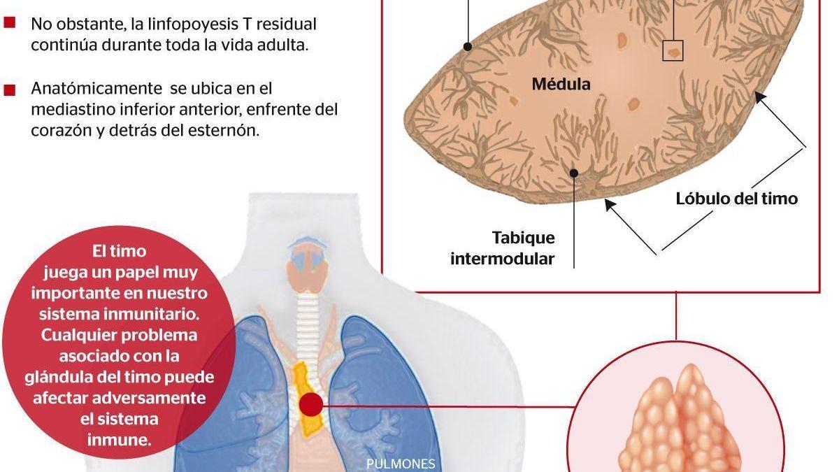 El timo, la glándula de la salud y de la inmunidad